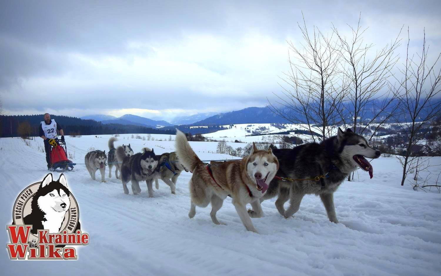 W Krainie Wilka – wyścigi psich zaprzęgów w Bieszczadach