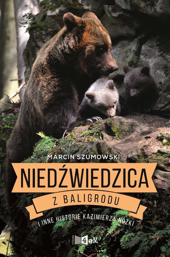 Niedźwiedzica z Baligrodu i inne historie Kazimierza Nóżki w Piwniczce w Ustrzykach Dolnych